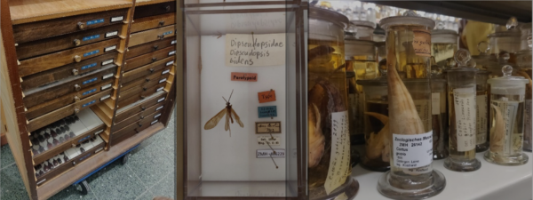 Three fotos of parts of the zoological collections owned by the University of Hamburg. The foto on the left shows a cabinet for storing beetles. The foto in the middle shows a specimen with various labels. The foto on the right shows jars with in alcohol preserved fish.